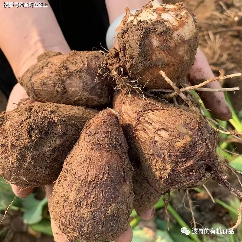 中国有机食品认证网_中国食品认证机构_中国食品认证的类别