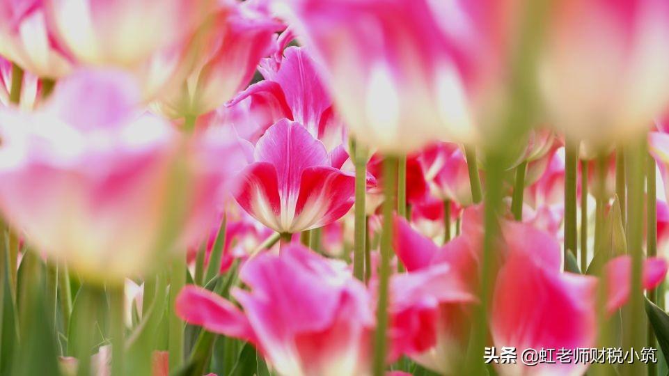 函申报报价项目怎么写_项目申报报价函_函申报报价项目怎么填